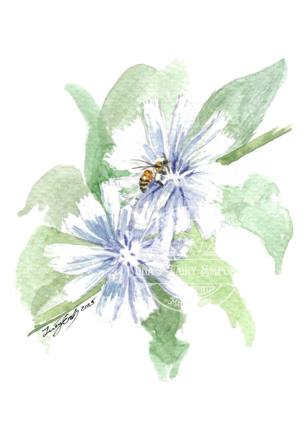 Chicory & Bee