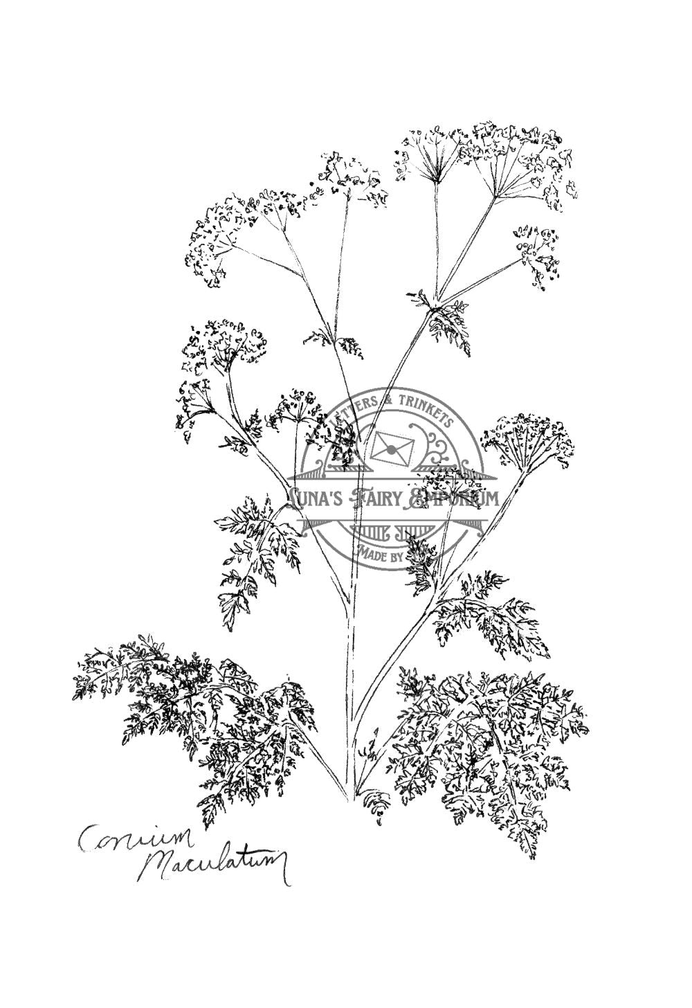 Hemlock
