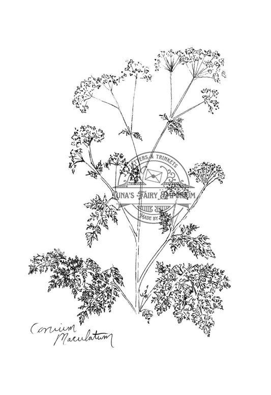 Hemlock