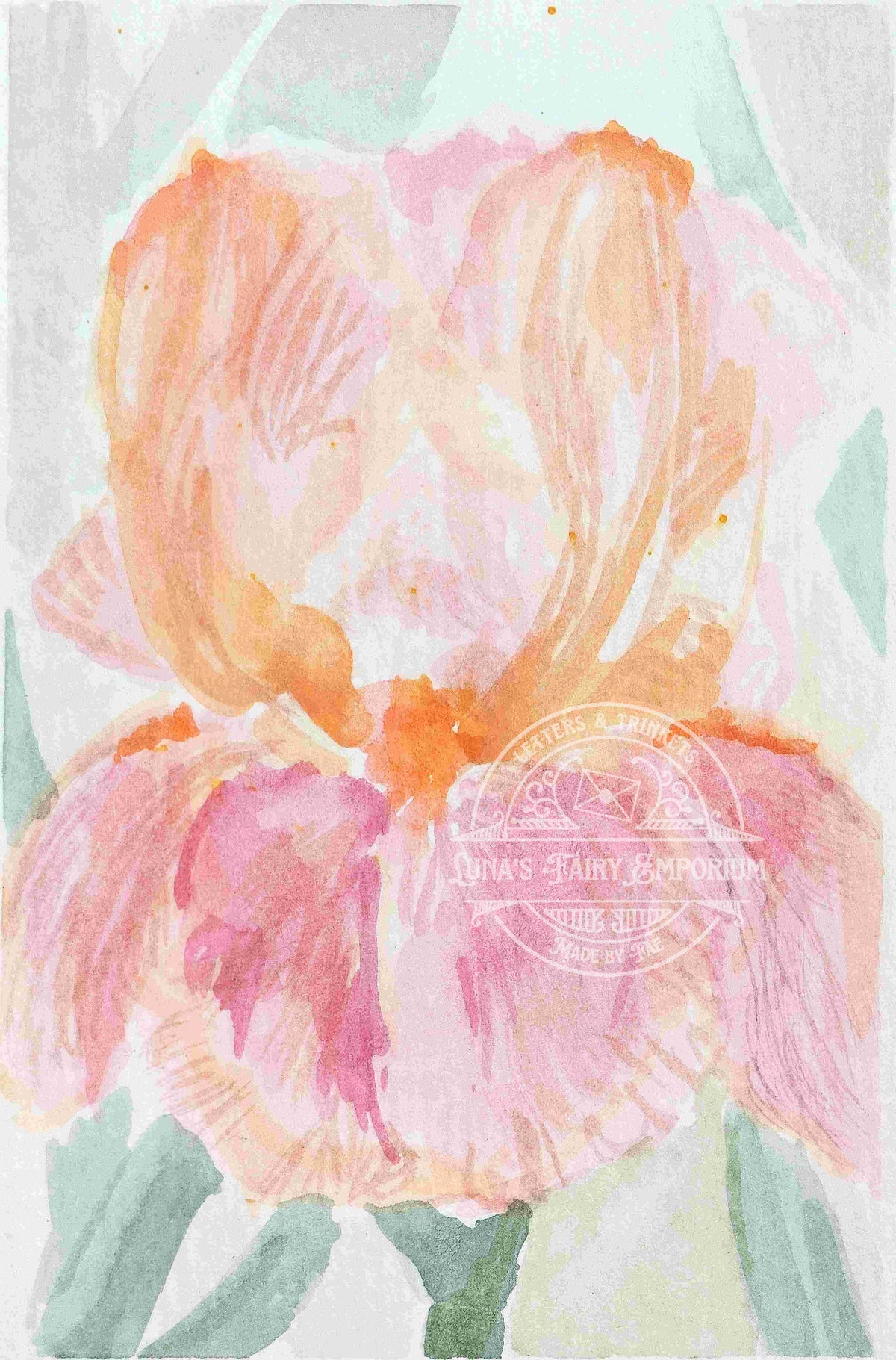 Iris
