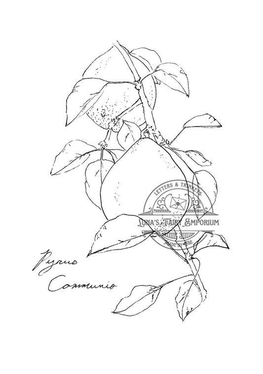Pear