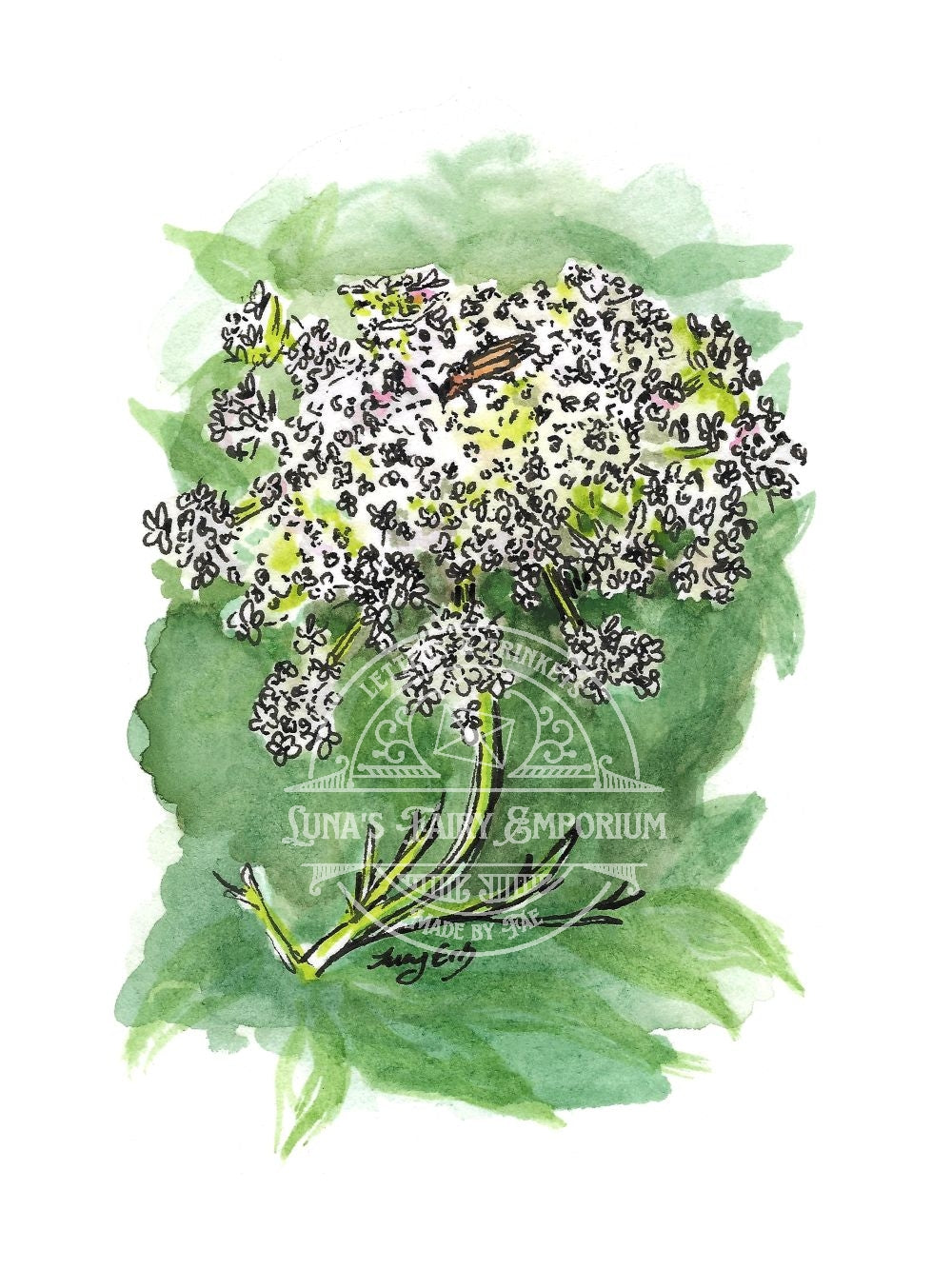 Queen Anne's Lace