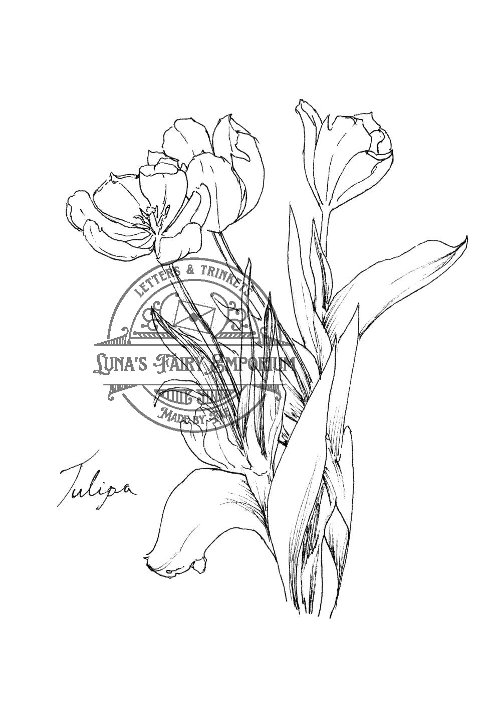Tulip
