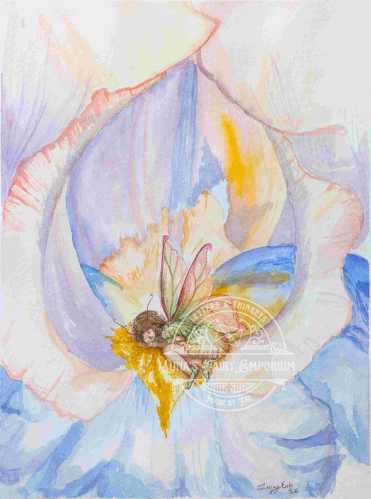 Iris Nap